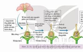 Quá Trình Thụ Tinh Và Thụ Thai Diễn Ra Ở Đâu